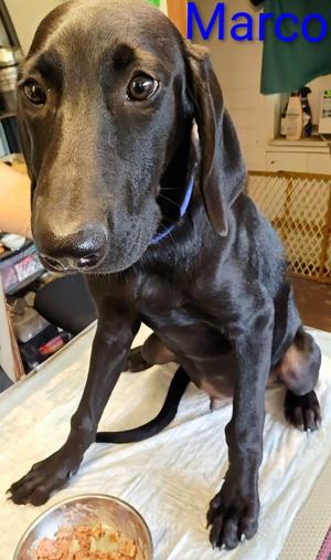Marco, Weimaraner / Poodle, puppy, available for adoption