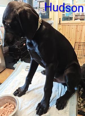 Hudson, Weimaraner / Poodle, puppy, available for adoption