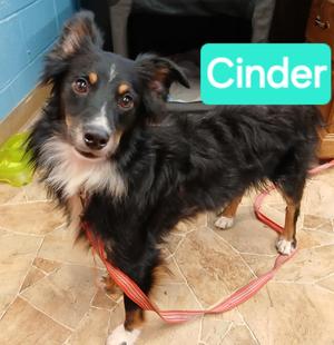 Cinder, Australian Shepherd, puppy, available for adoption
