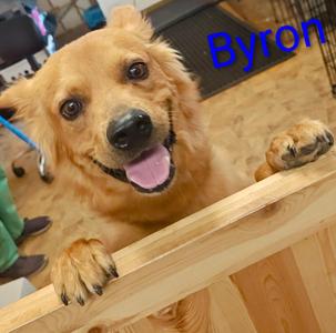 Buster, Golden Retriever / Spitz, adult, available for adoption
