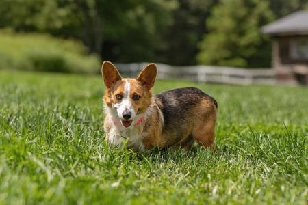 Lilac, Corgi, adult, available for adoption