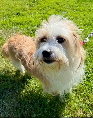 Sofie, Terrier, adult, available for adoption