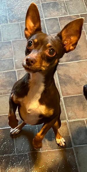 Mike & Molly, Miniature Schnauzer / Miniature Pinscher, adult, available for adoption