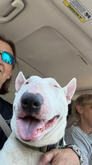 Grimm, Bull Terrier, senior, available for adoption