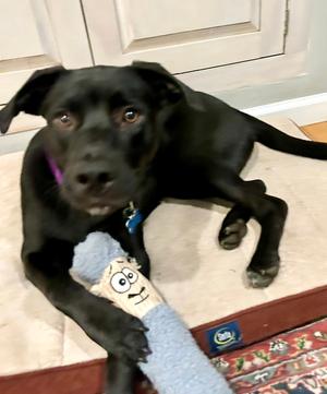 Enzo Ferrari, Border Collie / Hound, young, available for adoption