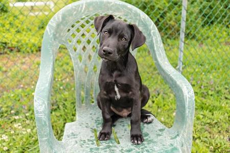 Enzo Ferrari, Border Collie / Hound, puppy, available for adoption