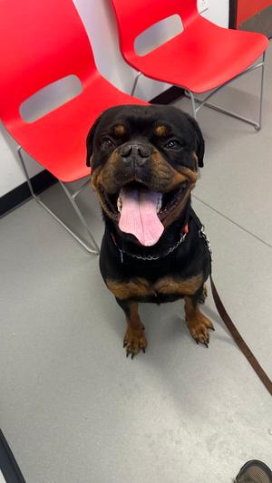Reign Beau Bear, Rottweiler, adult, available for adoption