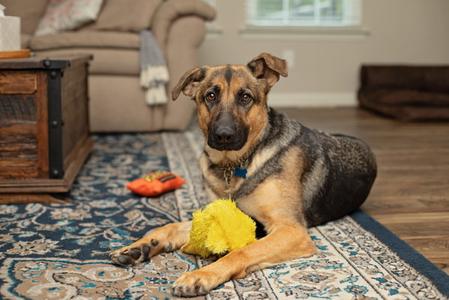 Luna, German Shepherd Dog, adult, available for adoption