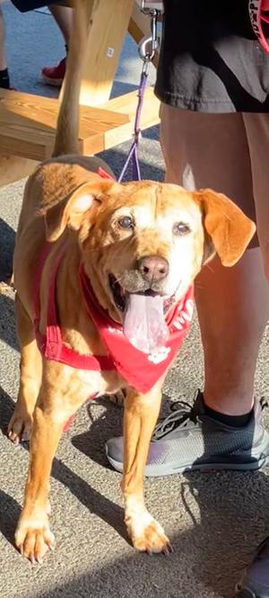 Simba, Labrador Retriever, available for adoption