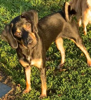 Ocean Breeze, Pug / Miniature Pinscher, young, available for adoption