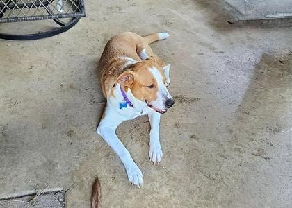 Abbey Mae, Hound / Collie, adult, available for adoption
