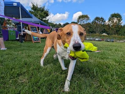 Abbey Mae, Hound / Collie, adult, available for adoption