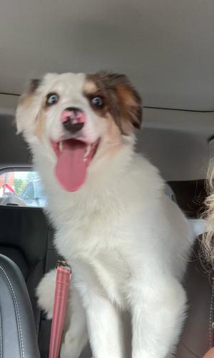 Kooper, Australian Shepherd, puppy, available for adoption