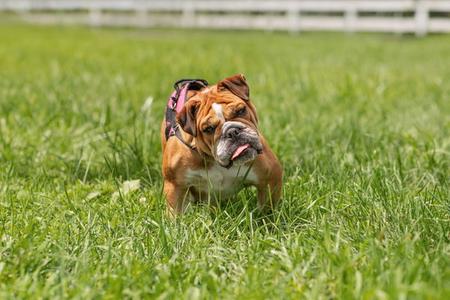 A brown and white bulldog wearing a pink harness, standing in a grassy field.