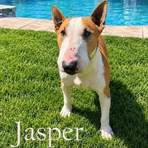 Jasper, Bull Terrier, adult, available for adoption