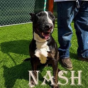 Nash, Bull Terrier, adult, available for adoption