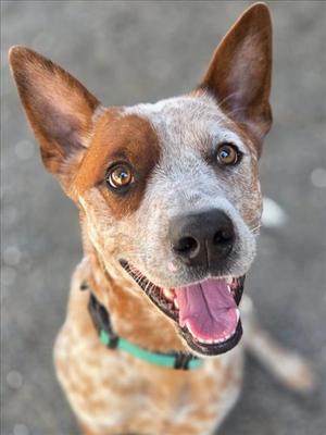 BLONDIE, Australian Cattle Dog/Blue Heeler, young, available for adoption