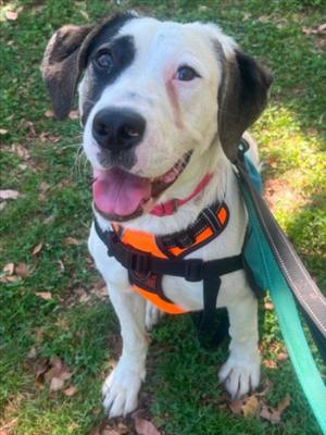 *EEVEE, Anatolian Shepherd, young, available for adoption