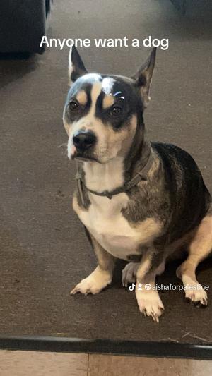A tan, black, and white dog with pointy ears sitting on a textured floor. Text on the image reads "Anyone want a dog".