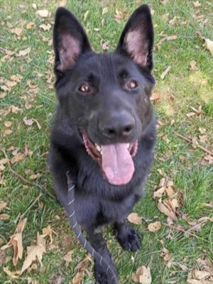 *ONYX, German Shepherd Dog, adult, available for adoption