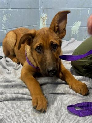 *NIDORINA, Anatolian Shepherd / German Shepherd Dog, puppy, available for adoption