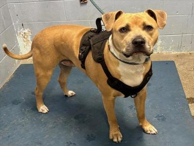 *ALAKAZAM, Dogo Argentino / Pit Bull Terrier, young, available for adoption