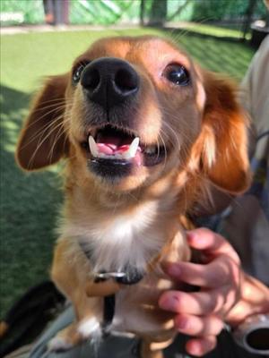 *CONFETTI, Dachshund / Chihuahua, adult, available for adoption