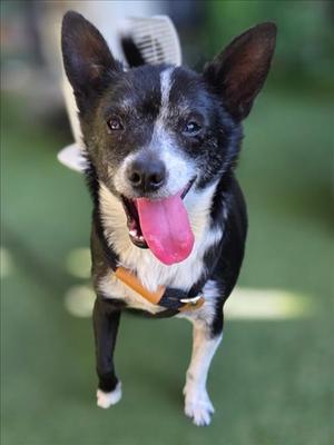 A black and white dog with its tongue out, wearing a harness, standing on grass.