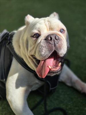 *HERMAN, Bulldog, senior, available for adoption