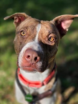 *SHYANNE, Pit Bull Terrier, young, available for adoption