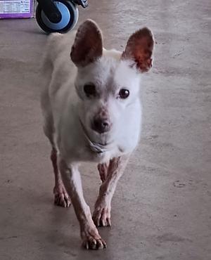 A white dog with large ears and patchy fur walks towards the camera.