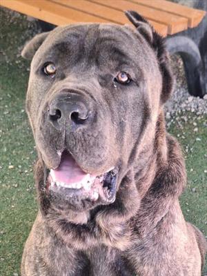 *GARNET, Cane Corso Mastiff, adult, available for adoption