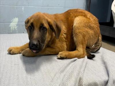 *BULBASAUR, Anatolian Shepherd / German Shepherd Dog, puppy, available for adoption
