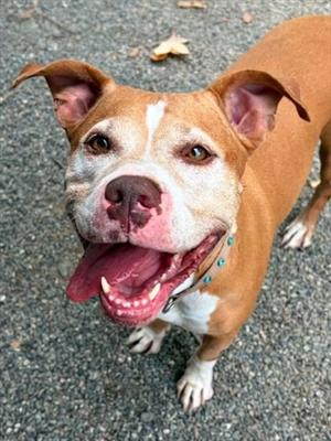 *JADE, Pit Bull Terrier, adult, available for adoption