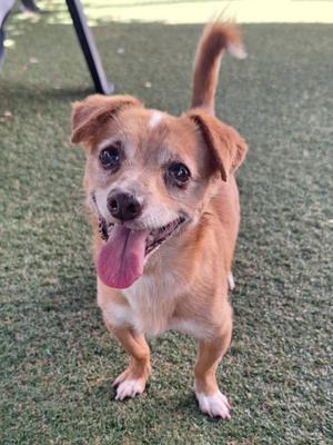 *CHARMANDER, Chihuahua, senior, available for adoption