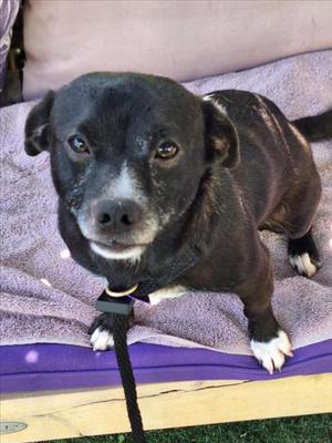 *JOLTEON, Chihuahua, adult, available for adoption