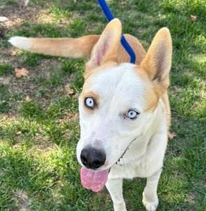 *POPCORN, Husky, young, available for adoption