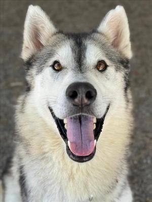 *NASH, Siberian Husky / German Shepherd Dog, adult, available for adoption
