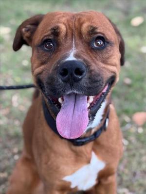 a brown dog with a white patch on its chest, sticking out its tongue, and wearing a black collar