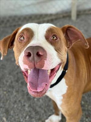 *LOBSTER ROLL, Pit Bull Terrier, adult, available for adoption