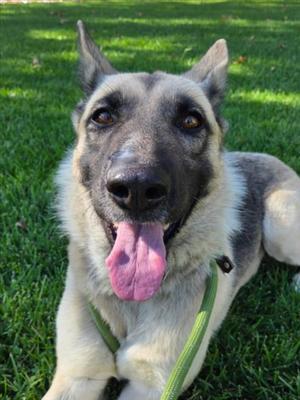 *NUTMEG, German Shepherd Dog, adult, available for adoption