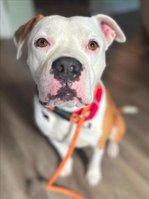 *GUNNER, Pit Bull Terrier, adult, available for adoption