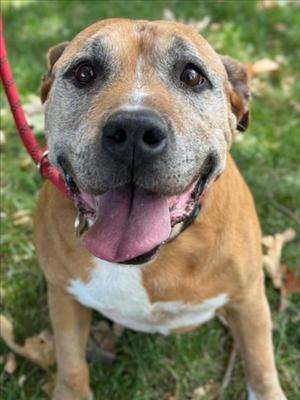 *AEROSMITH, Pit Bull Terrier, senior, available for adoption