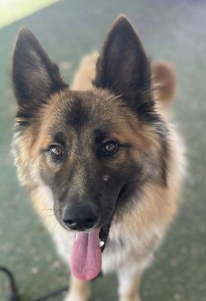 *EMERALD, German Shepherd Dog, adult, available for adoption