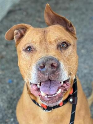 *CLIFFORD, Pit Bull Terrier, senior, available for adoption