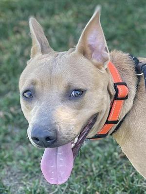 A brown dog with a black nose and blue eyes, wearing an orange collar, with its tongue out and standing on grass.