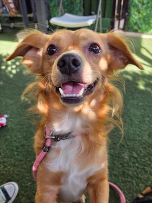 *CLARKE, Dachshund / Chihuahua, adult, available for adoption