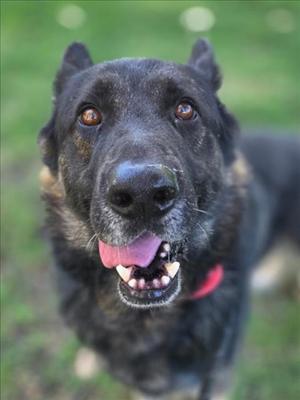 A close-up of a black and tan dog with its tongue out, looking directly at the camera.