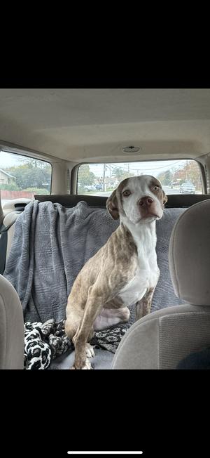 Canel, American Staffordshire Terrier / Pit Bull Terrier, young, available for adoption