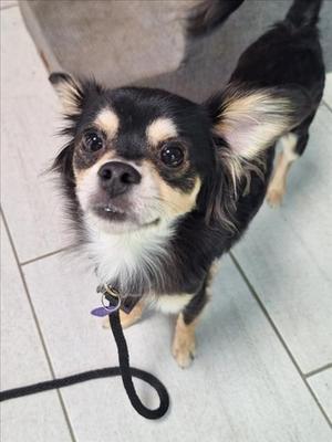 *CHARIZARD, Papillon, adult, available for adoption